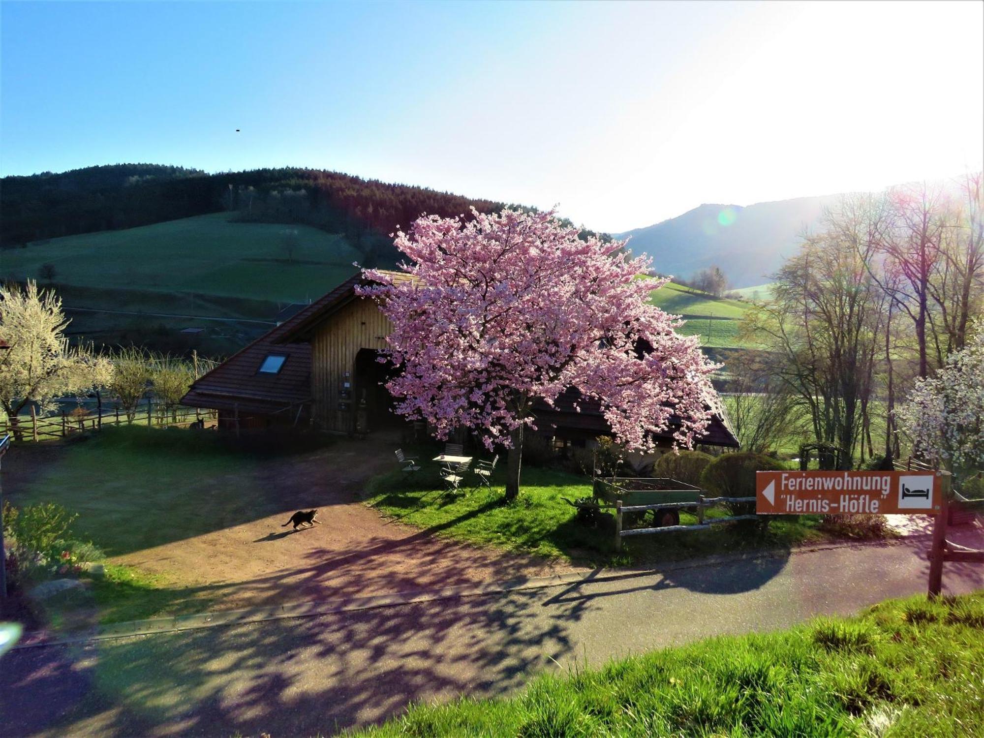 Hernis-Hoefle Elzach Exterior photo