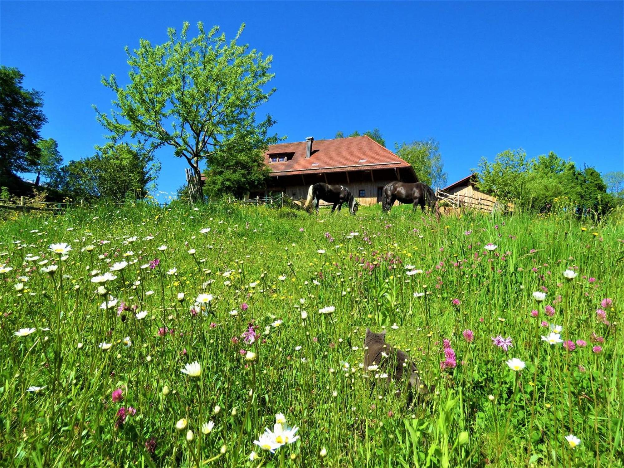 Hernis-Hoefle Elzach Exterior photo